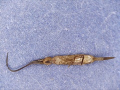 Tomocerinae
