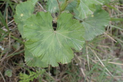 Pelargonium zonale