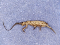 Tomocerinae