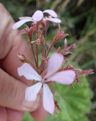 Pelargonium zonale