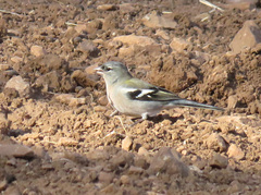 Fringilla coelebs africana