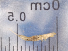 Entognatha