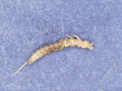 Entognatha
