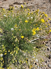 Senecio flaccidus monoensis