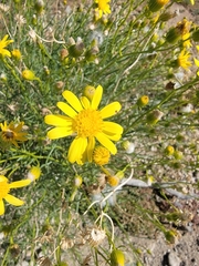 Senecio flaccidus monoensis