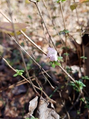 Clinopodium carolinianum