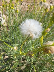 Senecio flaccidus monoensis
