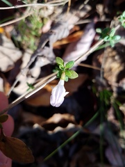 Clinopodium carolinianum