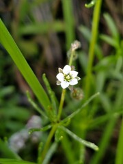 Spergula arvensis