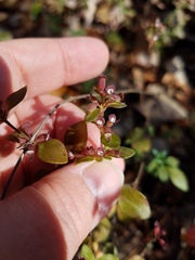 Clinopodium carolinianum