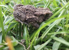 Anaxyrus fowleri