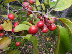 Malus sylvestris