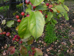 Malus sylvestris