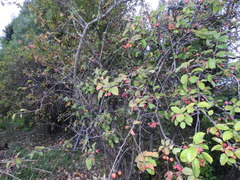 Malus sylvestris