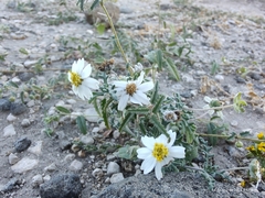 Melampodium cinereum