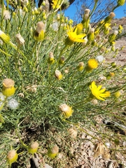 Senecio flaccidus monoensis