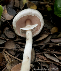 Agaricus