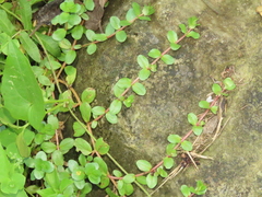 Rotala rotundifolia