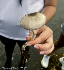 Agaricus