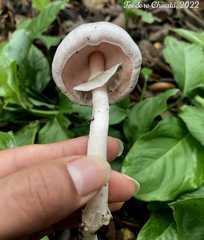 Agaricus