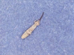 Entognatha