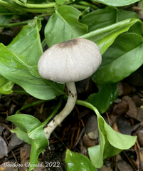 Agaricus