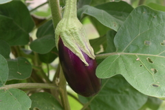 Solanum melongena