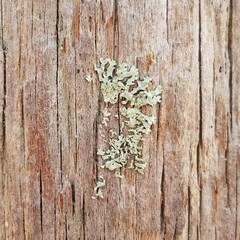 Parmeliopsis subambigua