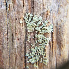 Parmeliopsis subambigua