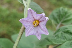 Solanum melongena
