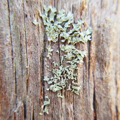 Parmeliopsis subambigua