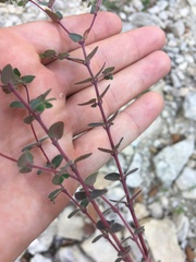 Euphorbia villifera