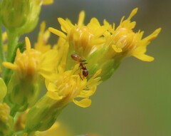 Forelius pruinosus