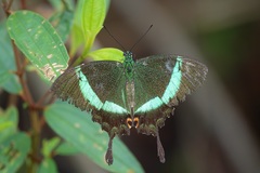 Papilio palinurus