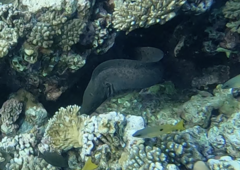 Gymnothorax javanicus