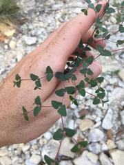 Euphorbia villifera