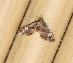 Sufetula