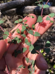 Euphorbia villifera