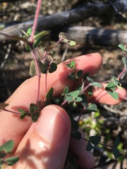 Euphorbia villifera