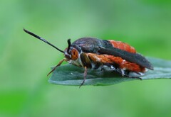 Eichlinia cucurbitae