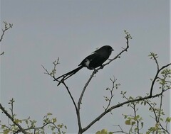 Lanius melanoleucus