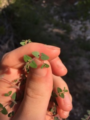 Euphorbia villifera
