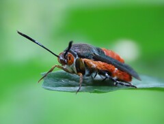 Eichlinia cucurbitae