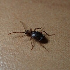 Ptinus