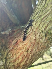 Acronyctodes mexicanaria