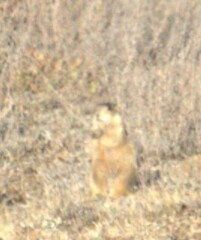Cynomys gunnisoni