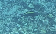 Cetoscarus bicolor