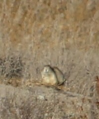 Cynomys gunnisoni