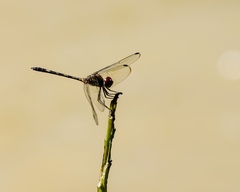 Dythemis sterilis