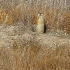 Cynomys gunnisoni